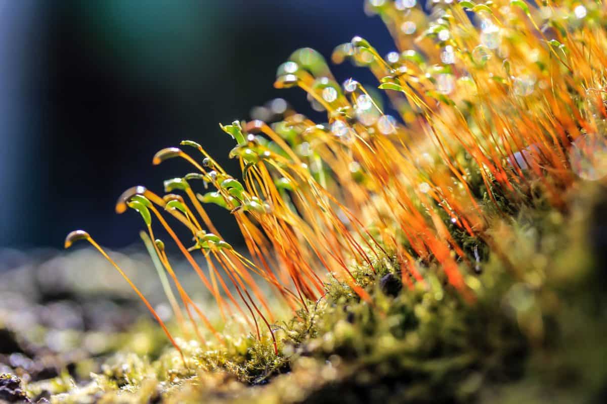 Esporofitos de musgos. La longitud de estas estructuras es alrededor de 1 cm.