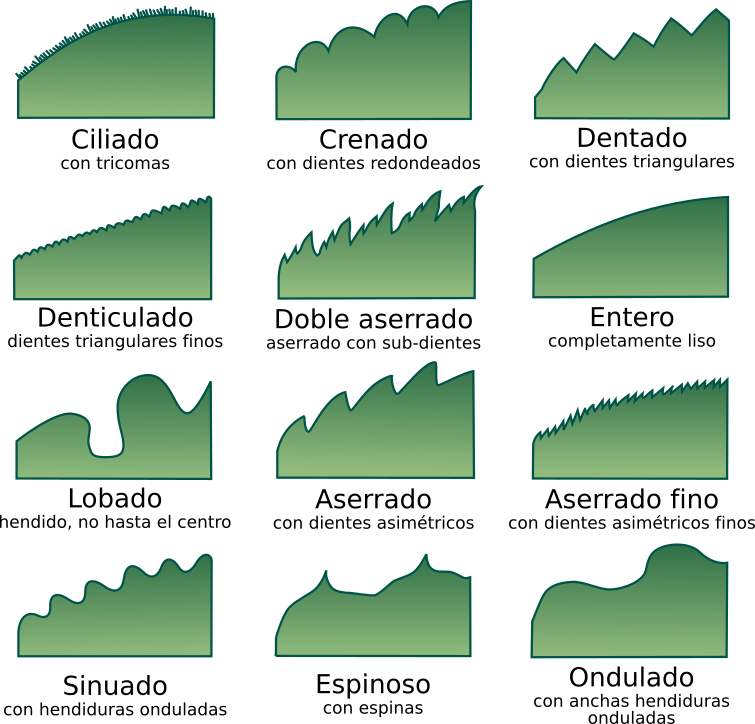 Tipos de márgen más comunes. <a href = https://commons.wikimedia.org/wiki/File:Leaf_morphology_es.svg>Fuente: Modificado.</a>