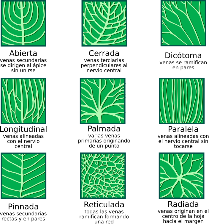 Nervaduras típicas en las hojas. <a href = https://commons.wikimedia.org/wiki/File:Leaf_morphology_es.svg>Fuente: Modificado.</a>