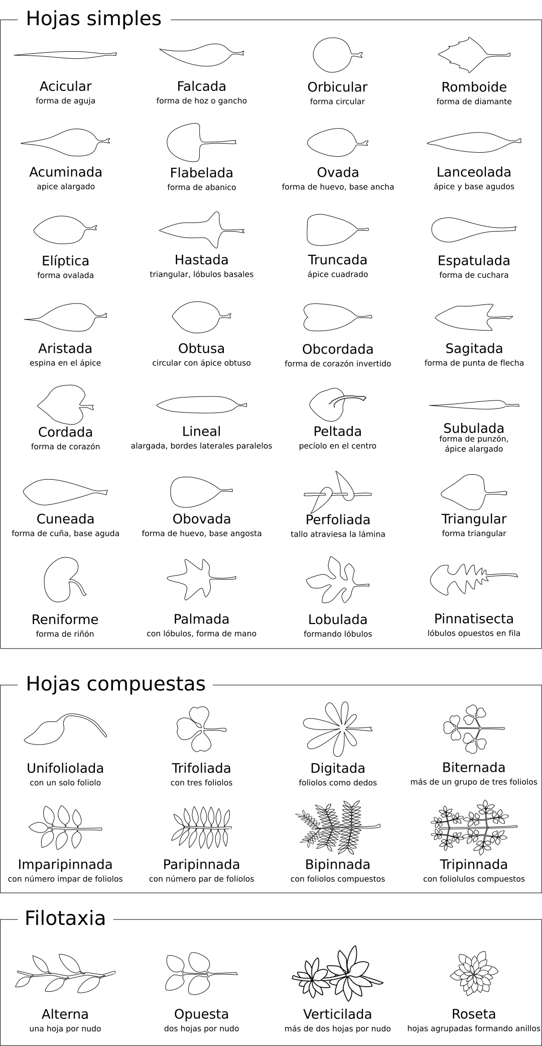 Algunas formas de las láminas foliares, tipos de hojas compuestas y filotaxia. <a href = https://commons.wikimedia.org/wiki/File:Leaf_morphology_es.svg>Fuente: Modificado.</a>